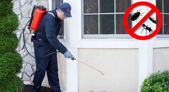 Üsküdar Fare İlaçlama böcek ilaçlama ve haşere kontrolü — ilaclama-tr.com